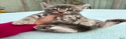Keetso cats for sale: Superb rare polydactyl curled eared keetsos  - Advert 19