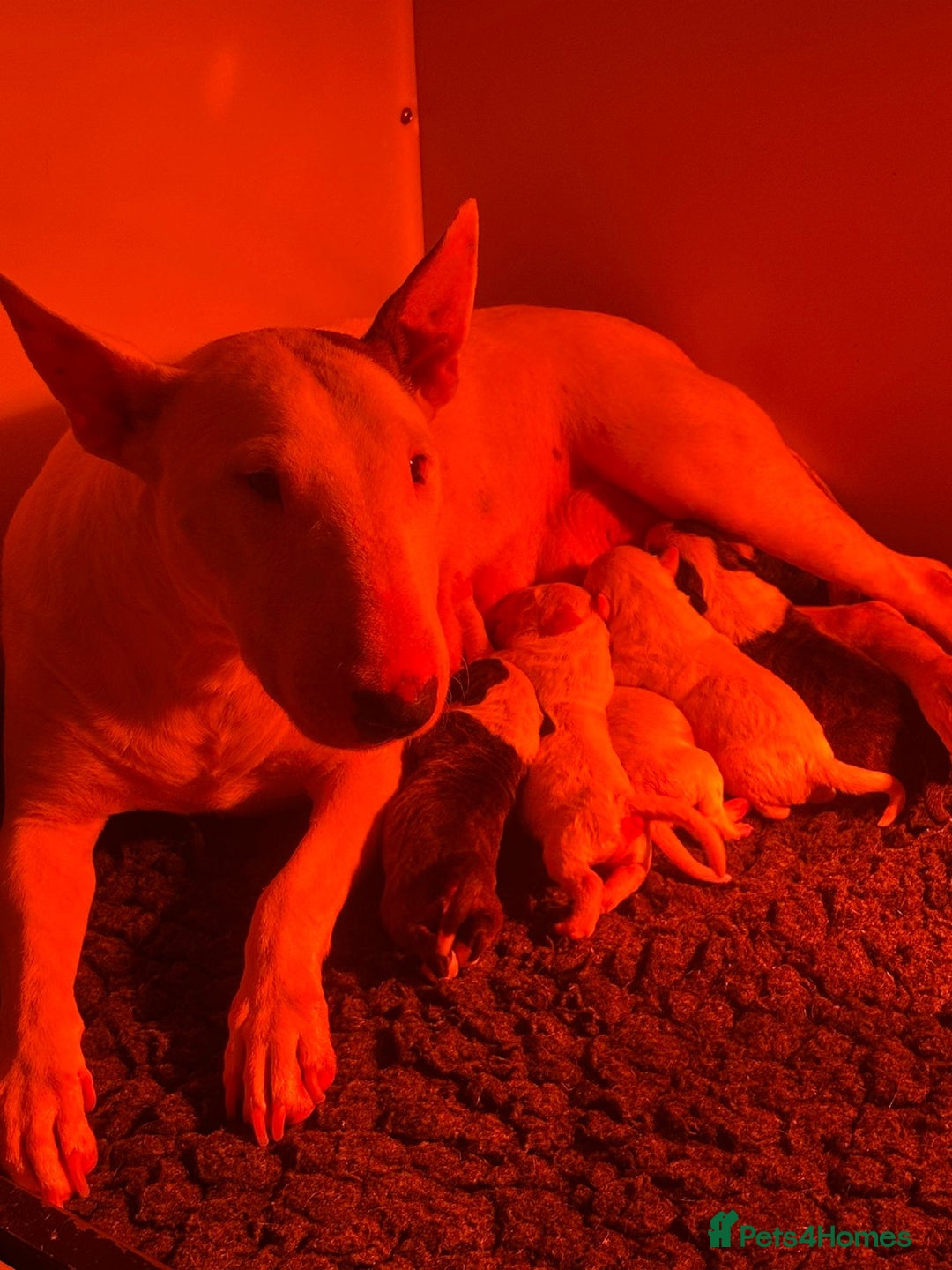 English Bull Terrier dogs for sale: 5 stunning English bull terrier boys  - Advert 2