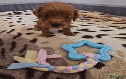 Cockapoo dogs for sale: Cockapoo puppies - Image 4