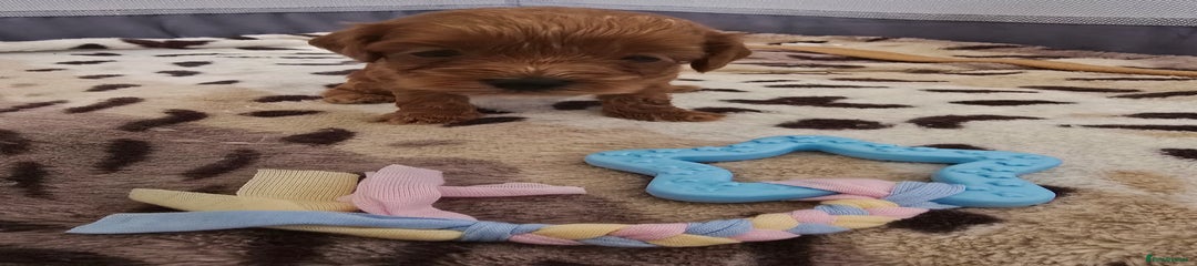 Cockapoo Puppy 4