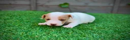 Jack Russell dogs for sale: Jack russell  - Advert 9