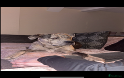 Cane Corso dogs for stud: Merle came corso for stud  - Image 5