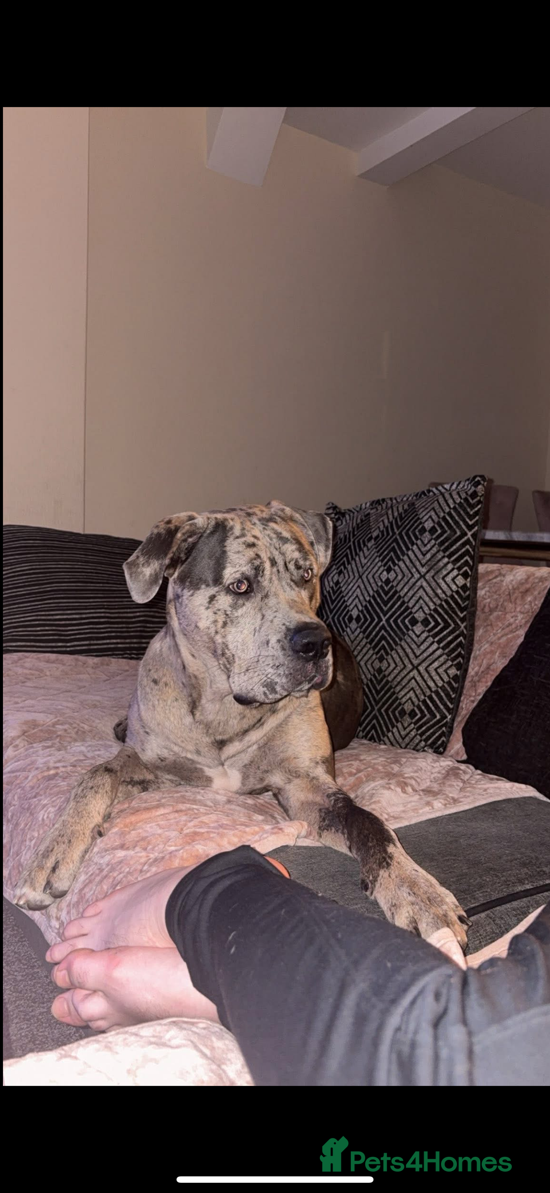 Cane Corso dogs for stud: Merle came corso for stud  - Image 5