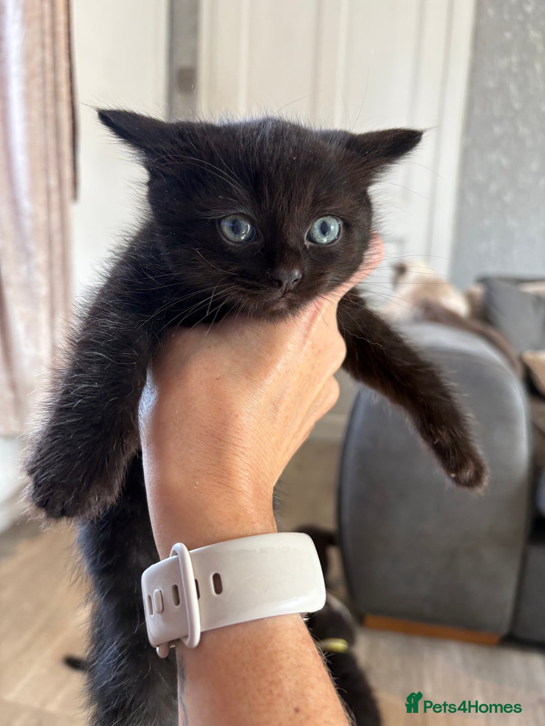 Mixed Breed cats for sale: 5 beautiful mix bread ragdoll fluffy kittens  - Image 14