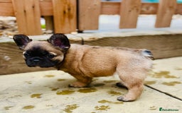 French Bulldog dogs for sale: Full Fluffy KC French bulldog Pupps 2 boys 1 girl  - Image 9