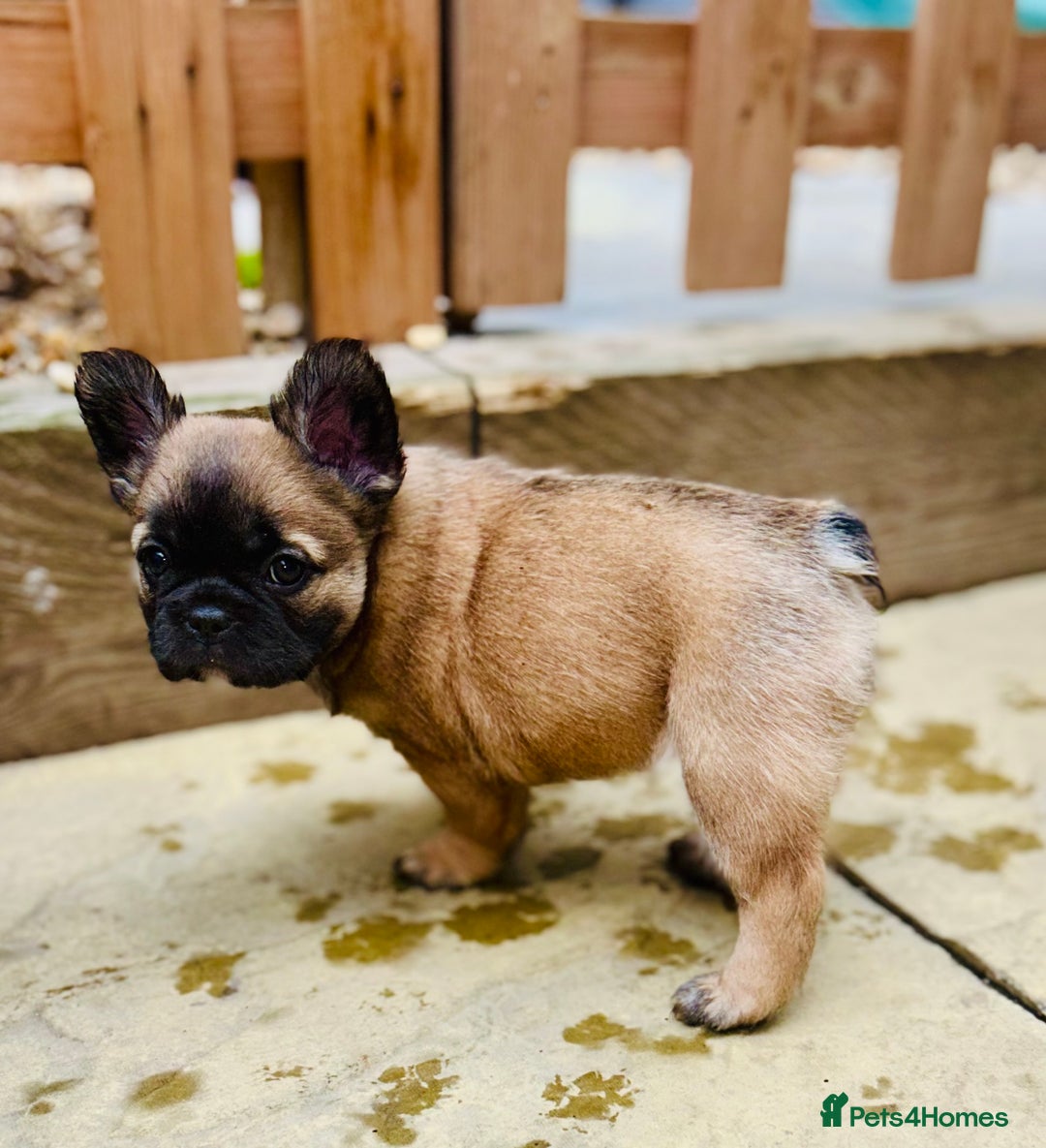 French Bulldog dogs for sale: Full Fluffy KC French bulldog Pupps 2 boys 1 girl  - Image 9