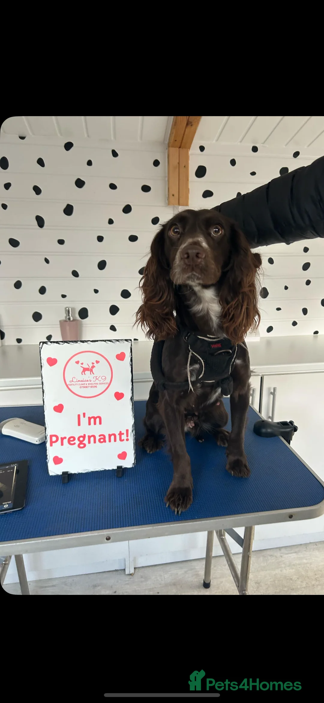 Cocker Spaniel dogs for sale: Beautiful litter of cocker spaniels  - Advert 1