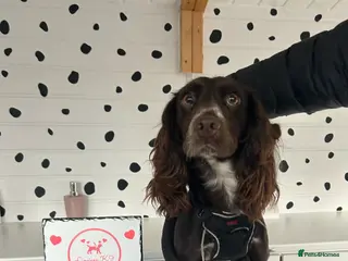 Cocker Spaniel dogs Beautiful litter of cocker spaniels - Advert 2