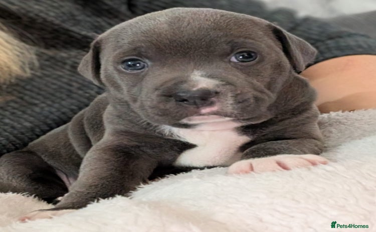 Staffordshire Bull Terrier dogs Beautiful Blue KC Registered boy  - Advert 2
