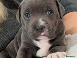 Staffordshire Bull Terrier dogs Beautiful Blue KC Registered boy - Advert 2