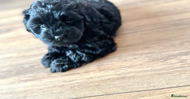 Shihpoo dogs - Advert 6