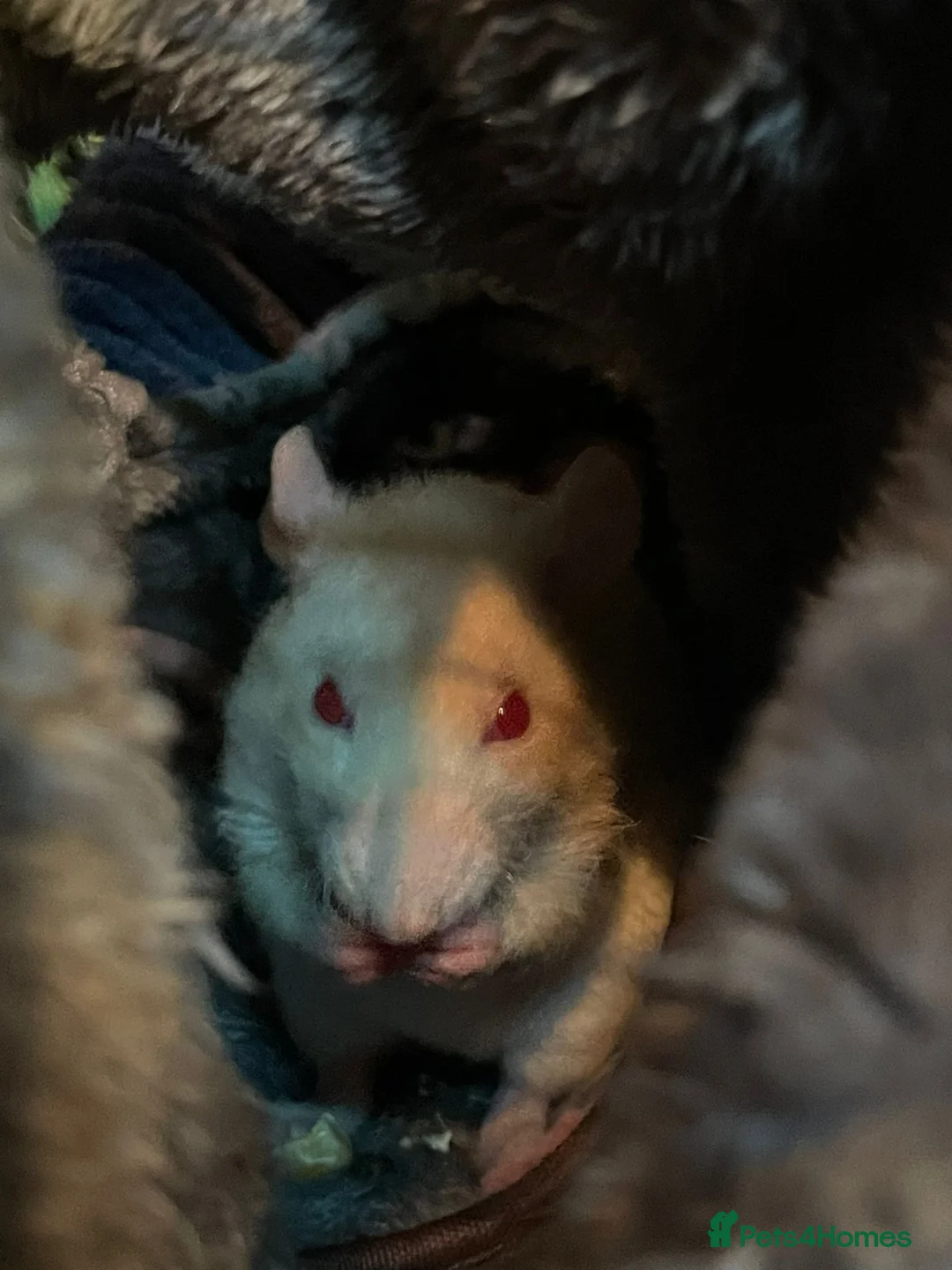 Rat rodents for sale: Tofu and ratatouille  in Newport - Advert 2