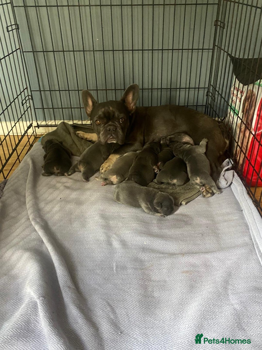 French Bulldog dogs for sale: 🐾 Adorable French Bulldog Puppies for Sale 🐾 - Image 3