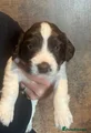 English Springer Spaniel 7