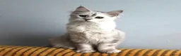 Maine Coon cats for sale: Pedigree Silver Shaded Beauties TICA Registered - Advert 7