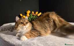 Siberian cats for sale: Siberian kittens Waiting list FIFe registrered - Image 15