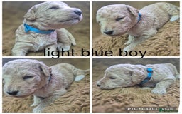 Labradoodle dogs for sale: Labradoodle muti gen f1bb - Image 1