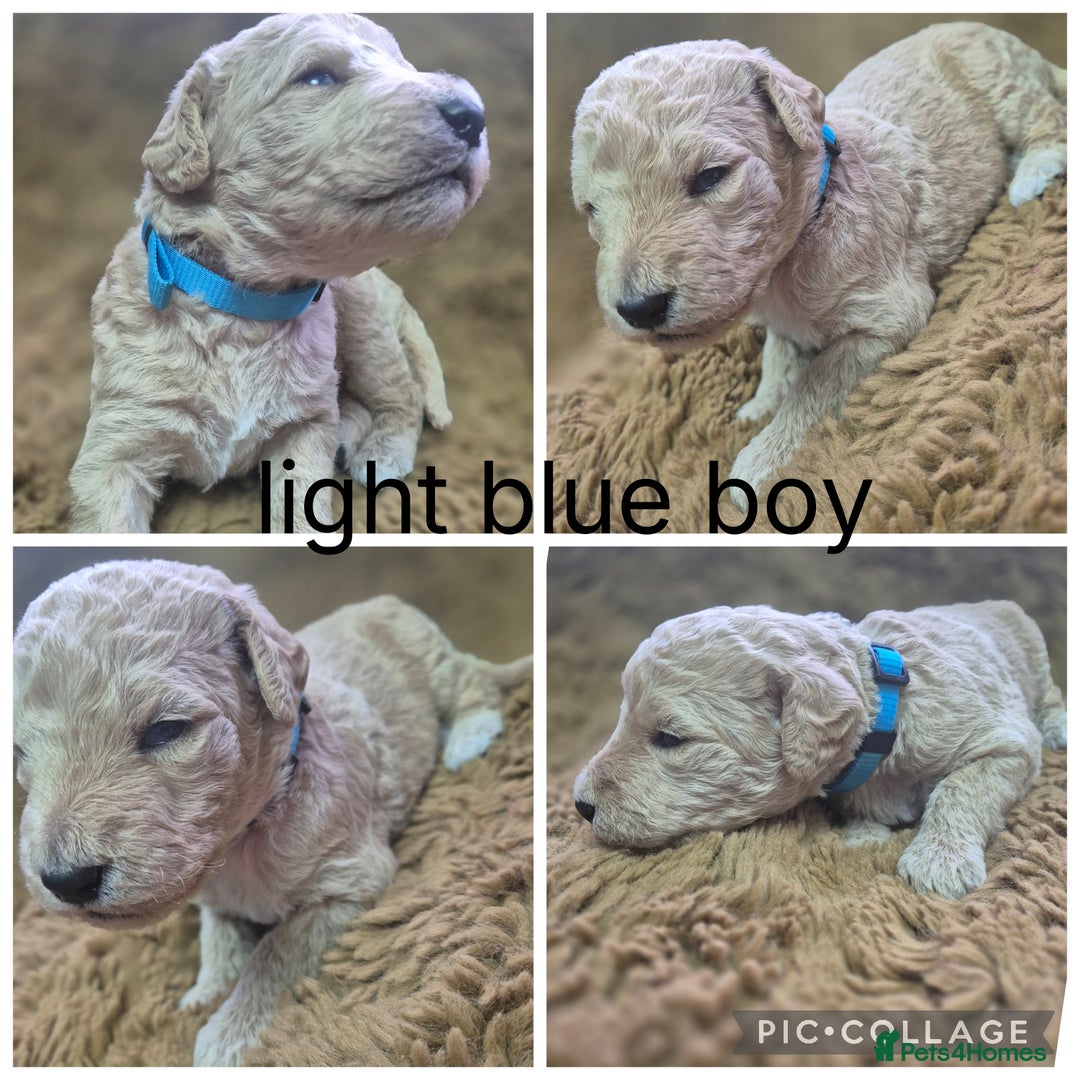 Labradoodle dogs for sale: Labradoodle muti gen f1bb - Image 1