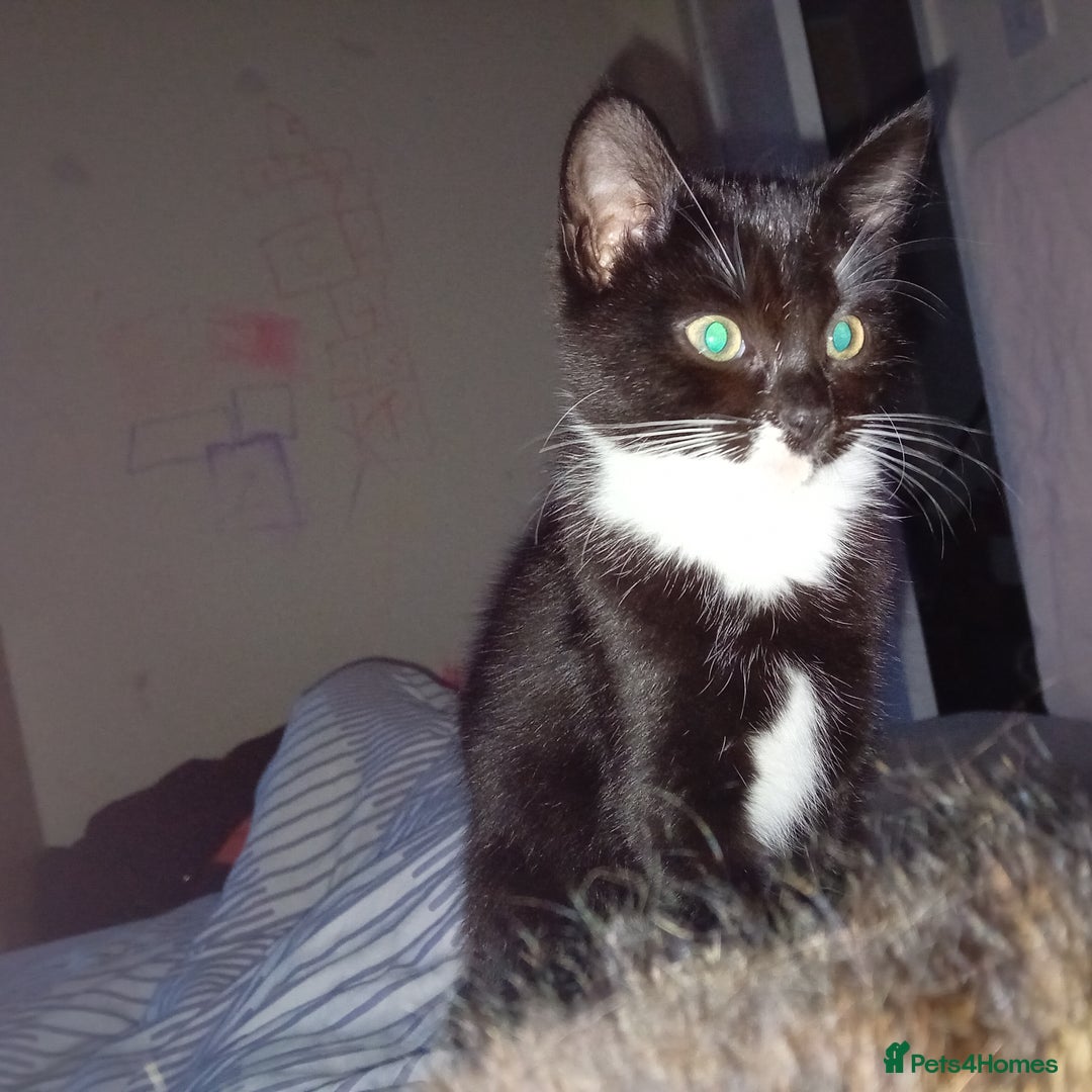 Mixed Breed cats for sale: 2 beautiful kittens - Advert 2