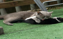British Shorthair cats for sale: Adorable 9 weeks kitten half British shorthair  in Reading - Image 3