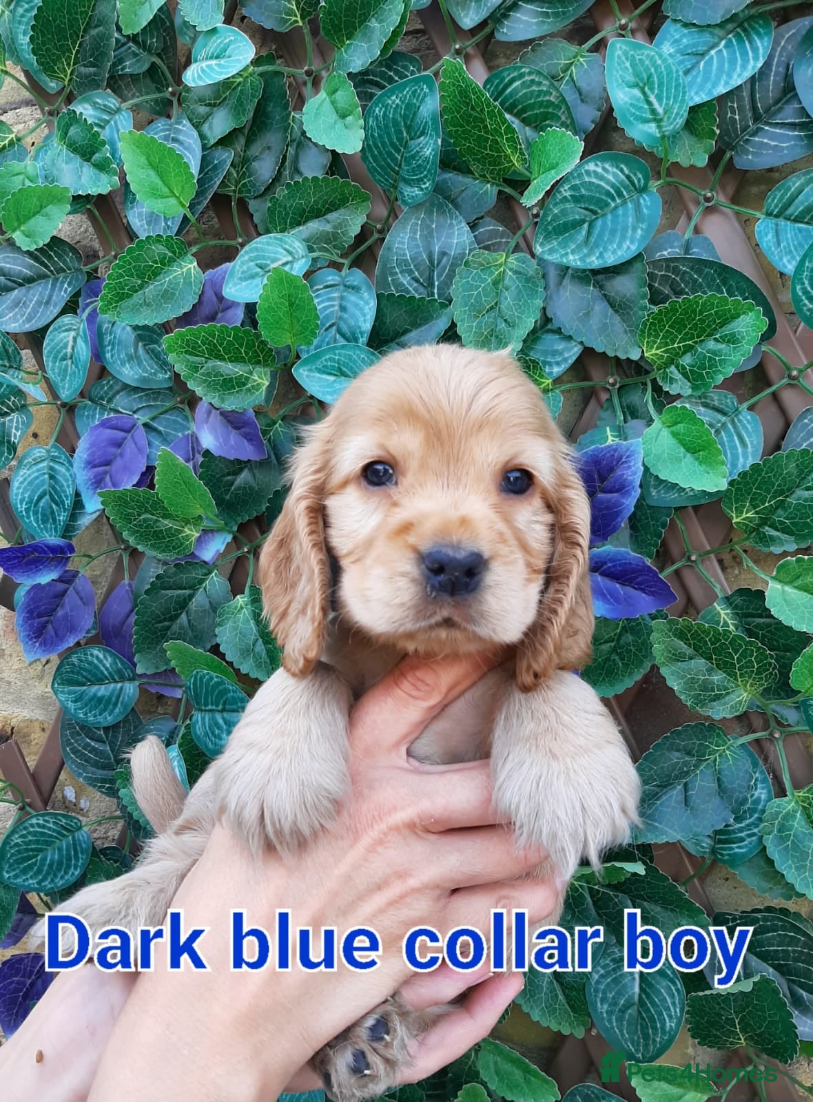 Cocker Spaniel dogs SUPERB SHOW TYPE COCKER SPANIEL PUPPIES  - Advert 2
