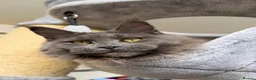 Maine Coon cats for sale: 🔥*TWO BEAUTIFUL SOLID BLUE MAINE COON FEMALES*🔥  - Advert 3