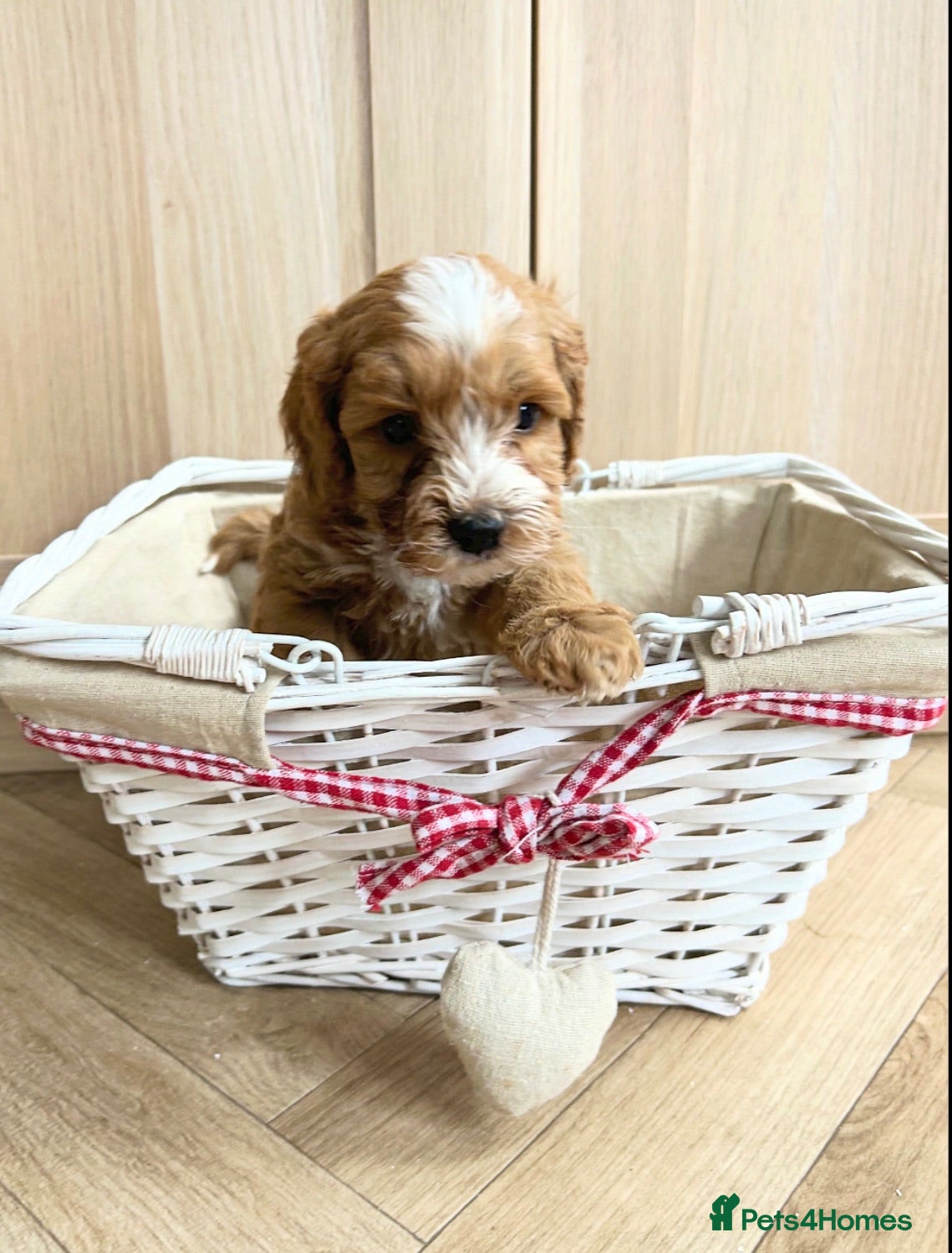 Cockapoo dogs Toy Cockapoo Puppies - Advert 6