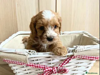 Cockapoo dogs Toy Cockapoo Puppies - Advert 6