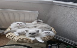 Ragdoll cats for sale: Adorable Ragdoll Kittens Ready for New Homes Soon! - Image 12