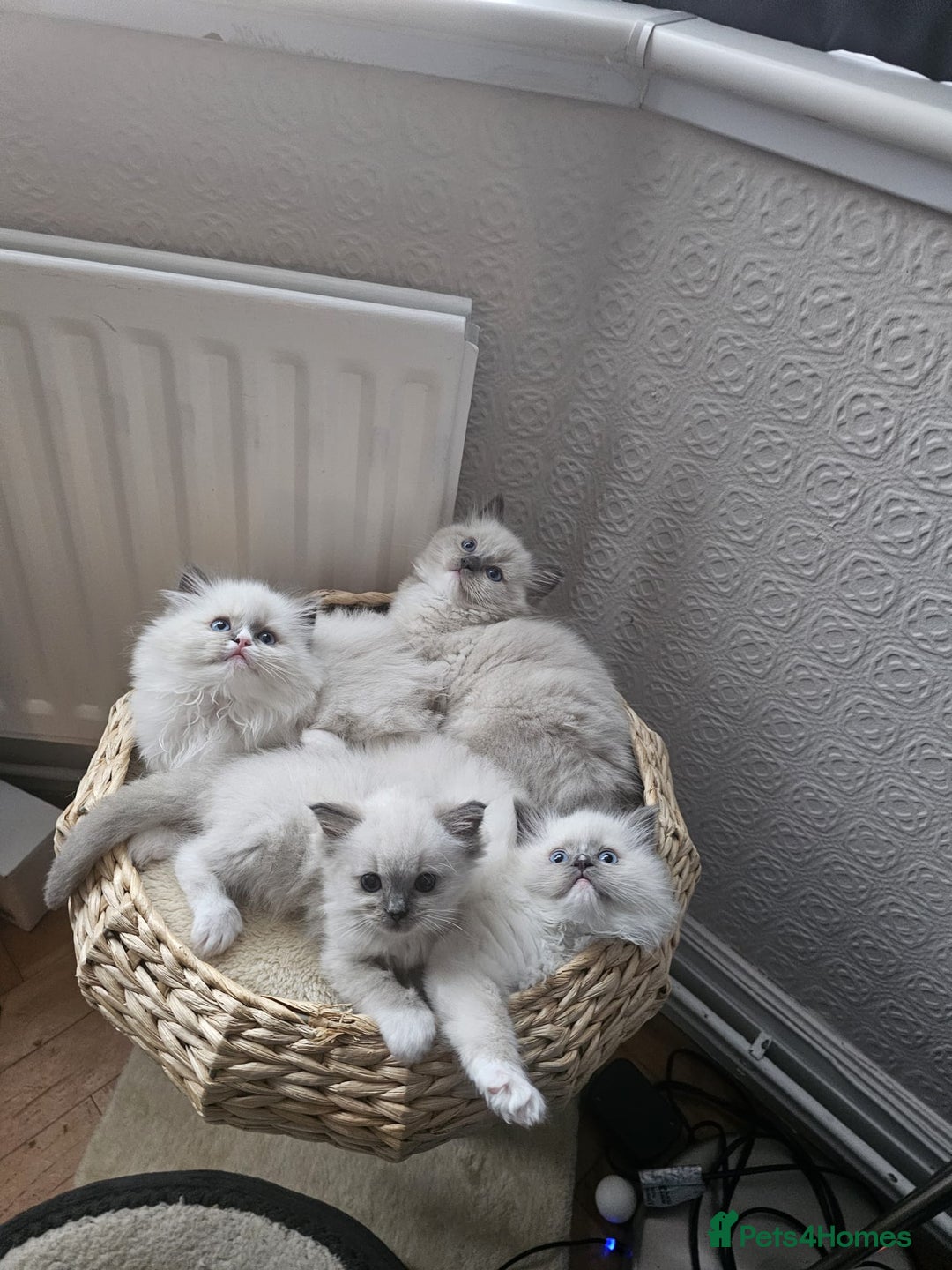Ragdoll cats for sale: Adorable Ragdoll Kittens Ready for New Homes Soon! - Image 12