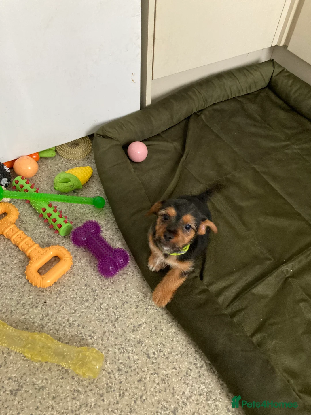 Jack Russell dogs for sale: Jack Russell  - Advert 14