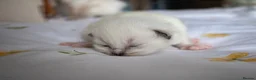 Ragdoll cats for sale: Pedigree dna tested ragdoll kittens - Advert 29