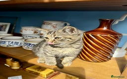 British Shorthair cats for sale: Pure British Shorthair Girls Ready Now! - Image 19