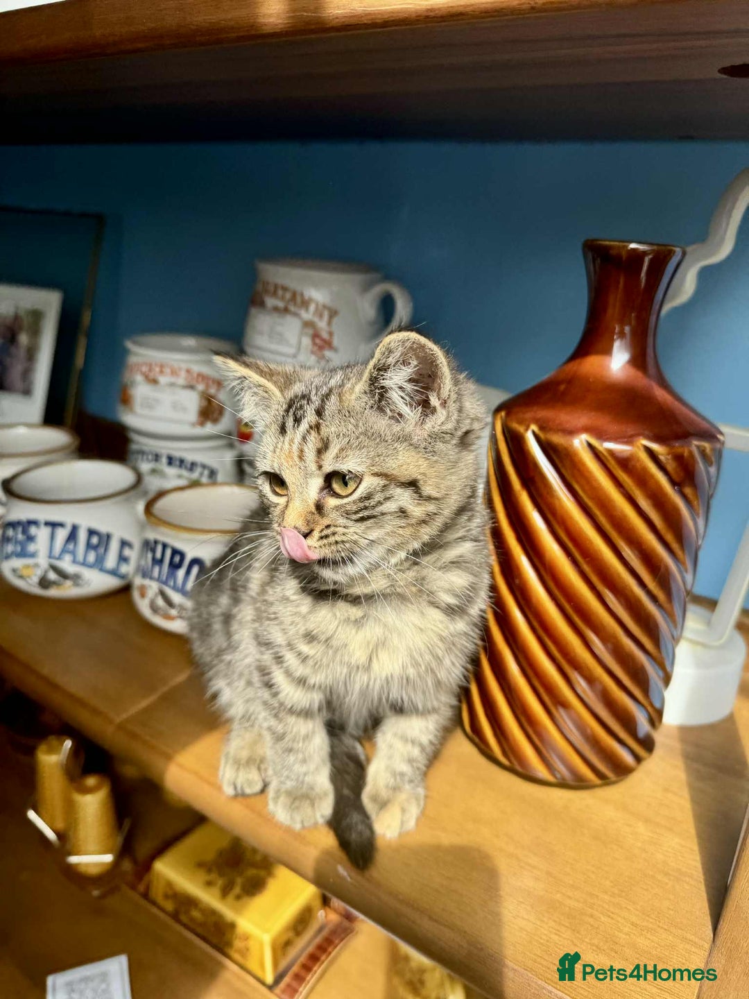 British Shorthair cats for sale: Pure British Shorthair Girls Ready Now! - Image 19