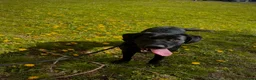 Labrador Retriever dogs for sale: Playfull and friendly Labrador in Wolverhampton - Advert 1
