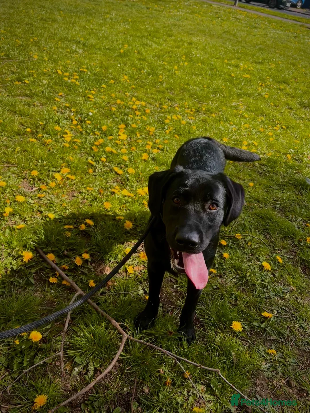Labrador Retriever dogs for sale: Playfull and friendly Labrador in Wolverhampton - Advert 1
