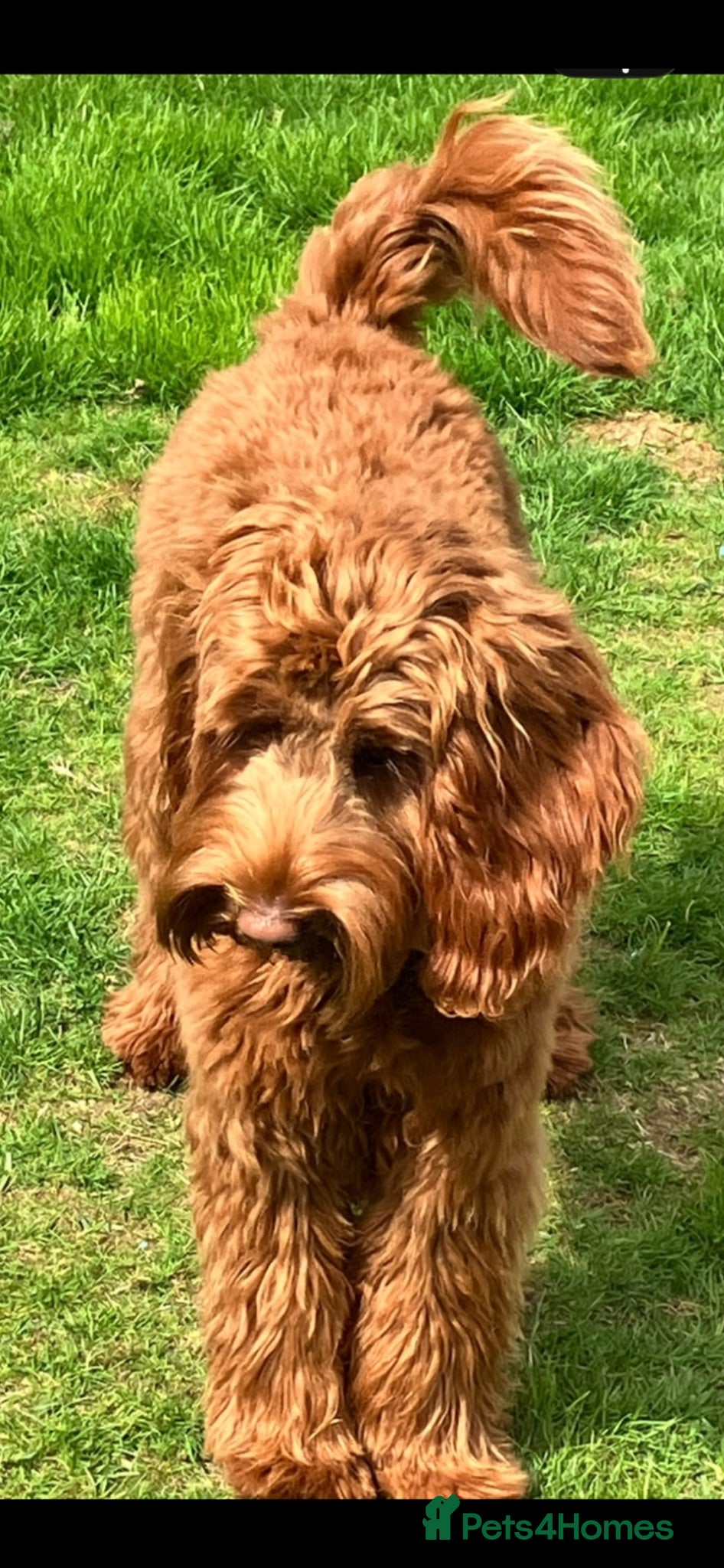 Australian Labradoodle dogs Multigenerational Australian Labradoodle puppies  - Advert 1