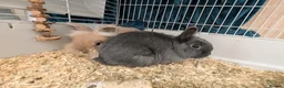 Mixed Breed rabbits for sale: Bonded female baby rabbits - Advert 2
