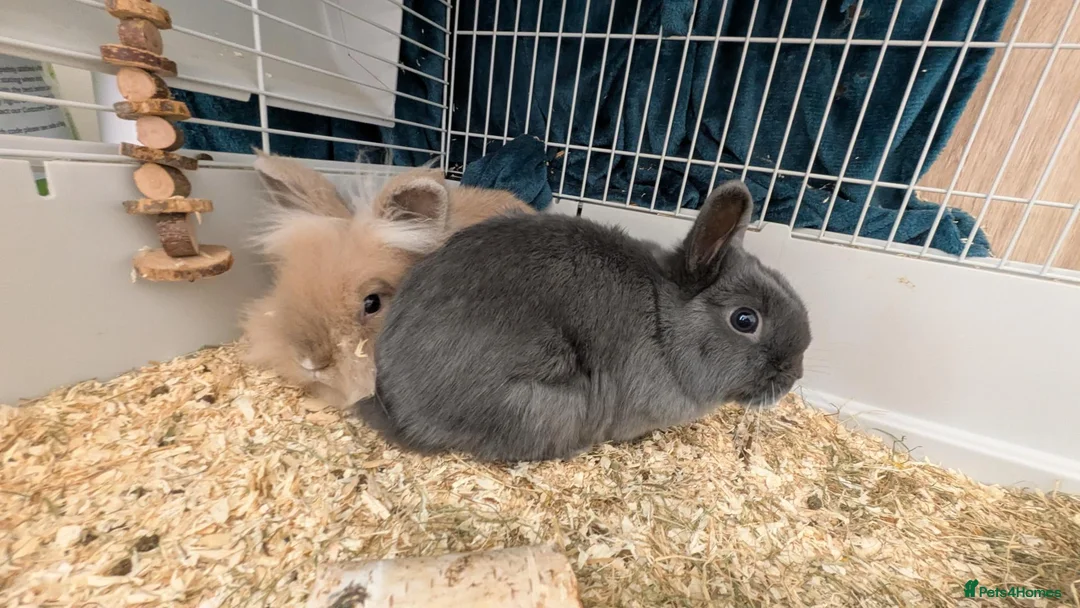 Mixed Breed rabbits for sale: Bonded female baby rabbits - Advert 2