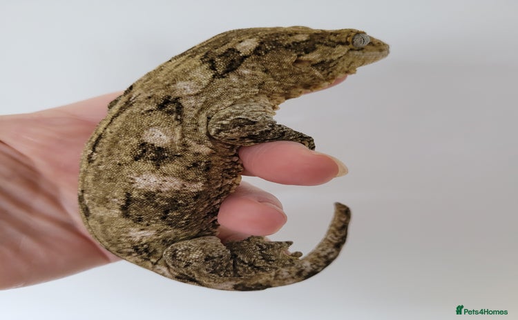 Gecko reptiles in Wigston - Advert 9