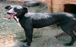 Mixed Breed dogs for adoption: 🐾 Benji – a gentle young lurcher seeking love ❤️ - Advert 2