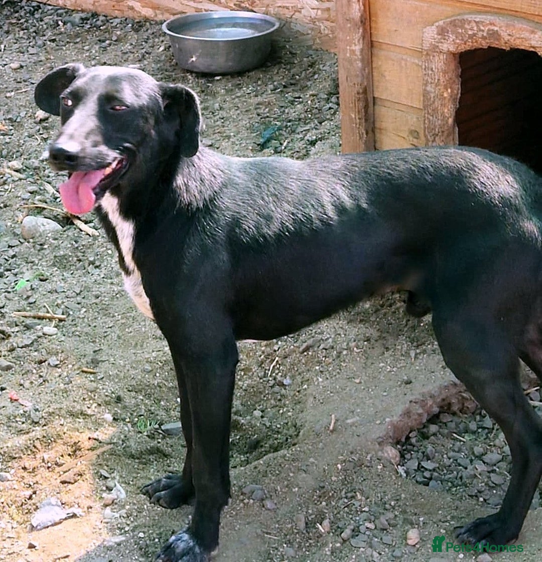 Mixed Breed dogs for adoption: 🐾 Benji – a gentle young lurcher seeking love ❤️ - Advert 2