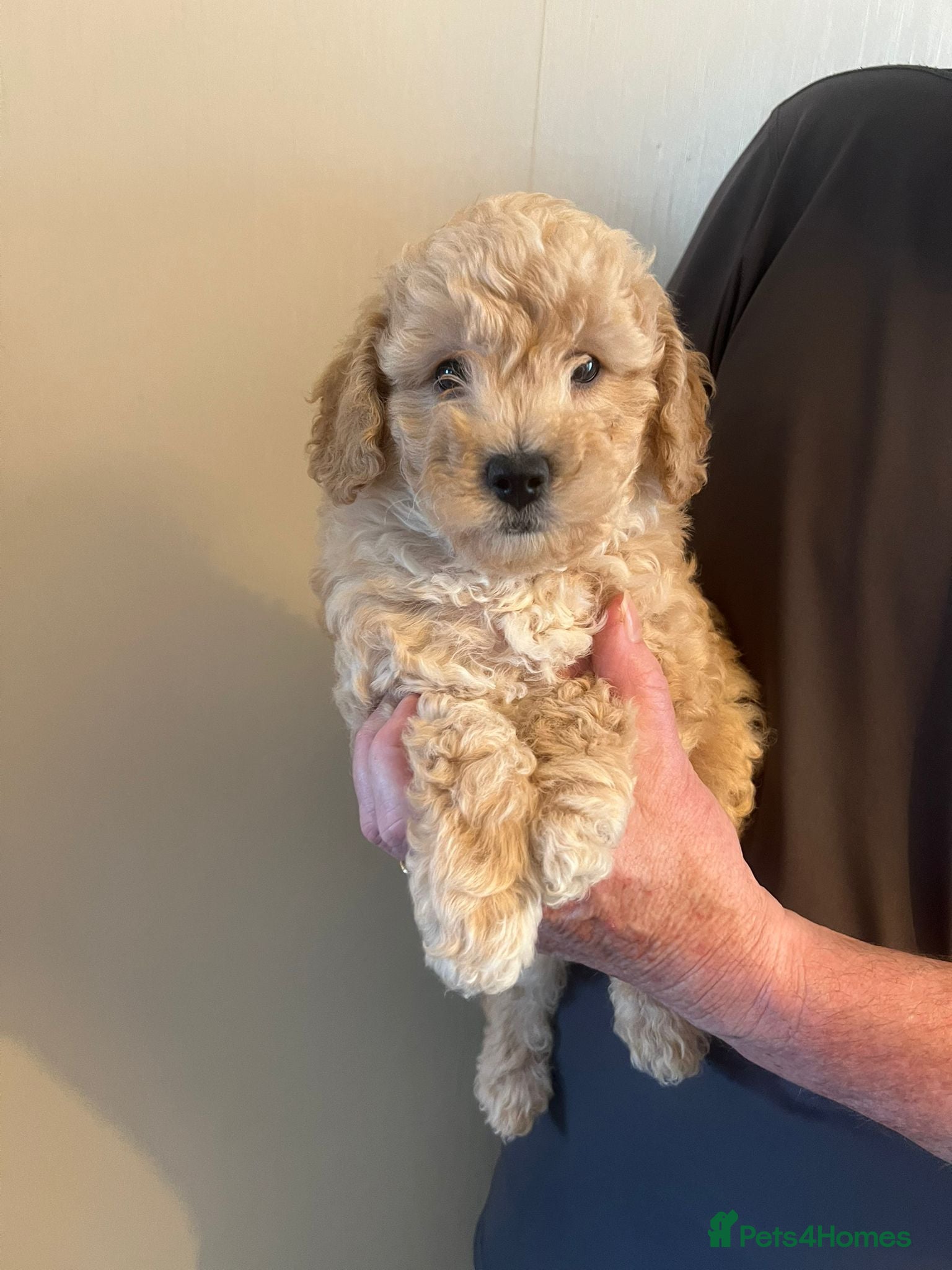 Poochon dogs Beautiful Poochon Puppies - 1 boy left - Advert 14