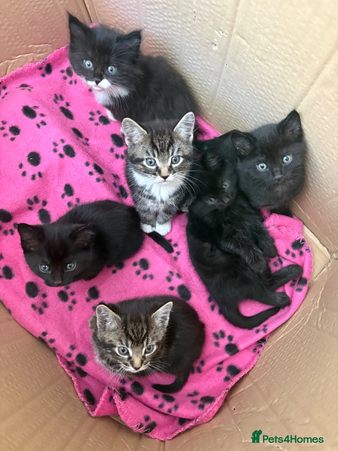 Mixed Breed cats for sale: Bengal X Kittens - Advert 1