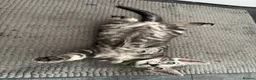 Bengal cats for sale: Tica registered male silver charcoal kitten  - Advert 11