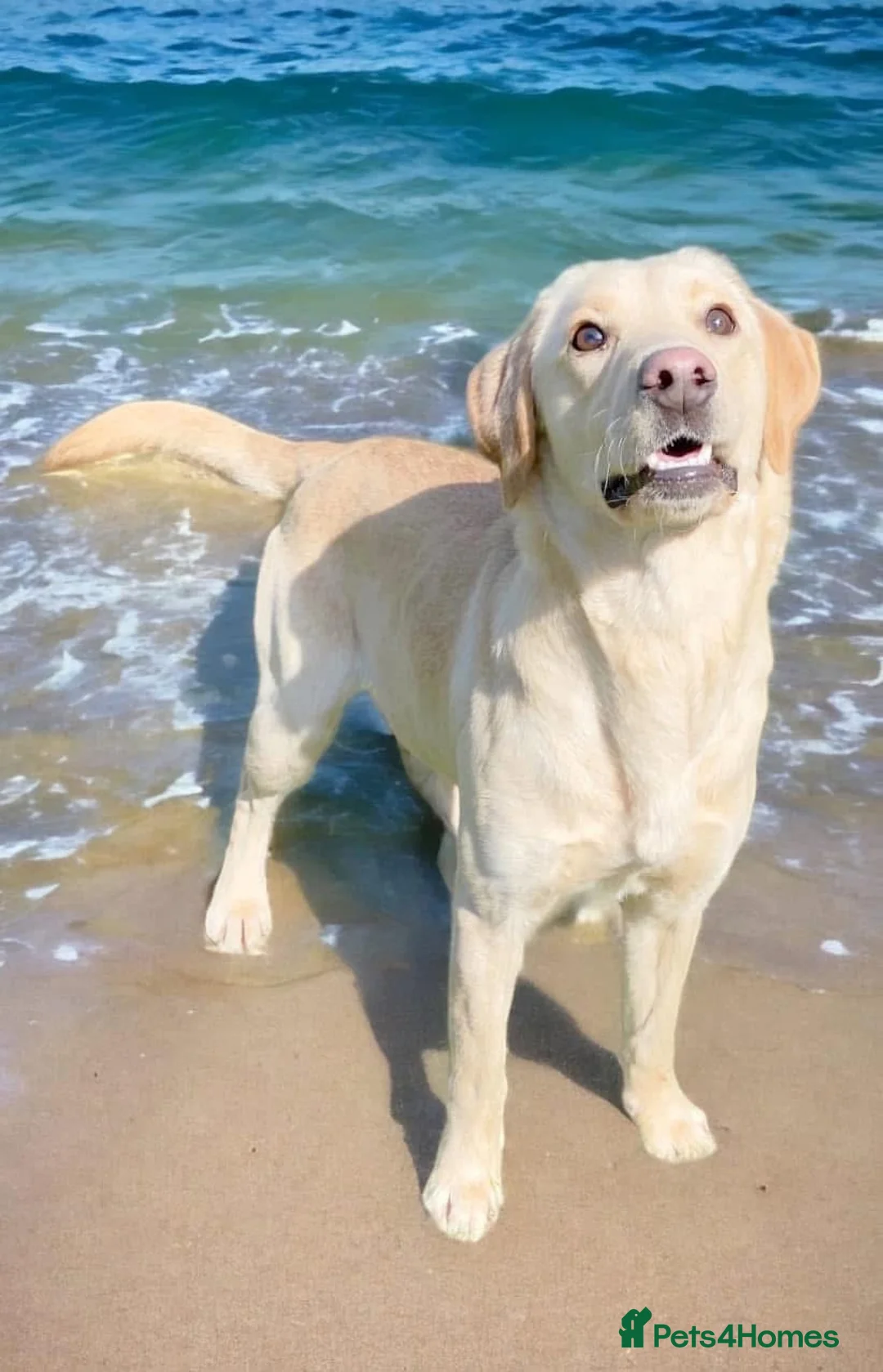 Labrador Retriever dogs for sale: Yellow/white labs due 280 plus clear DNA - Advert 2