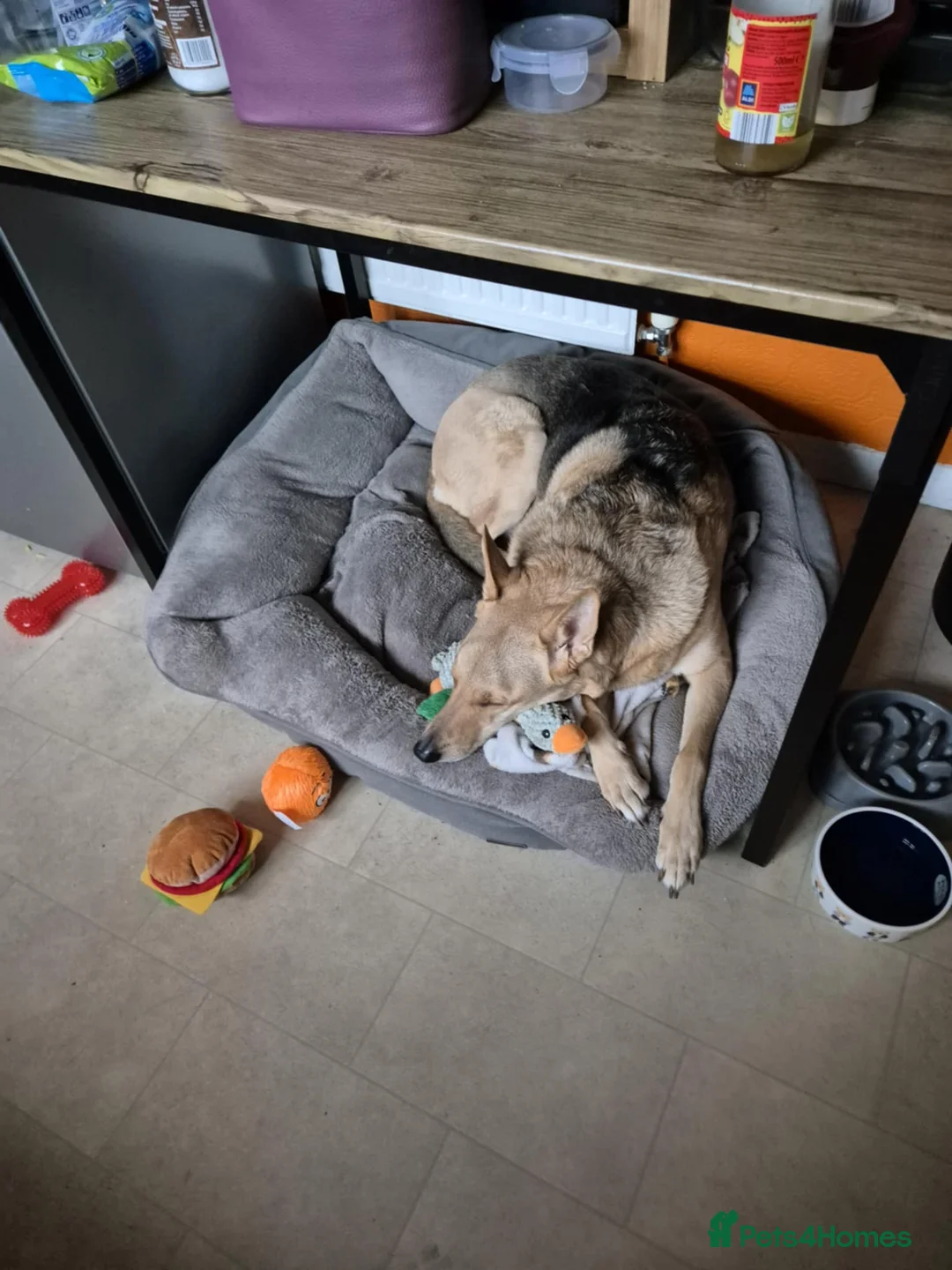 German Shepherd dogs for sale: Urgent German shepard rehoming  - Advert 4