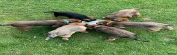 Border Terrier dogs for sale: Beautiful Border terrier pups - Advert 6