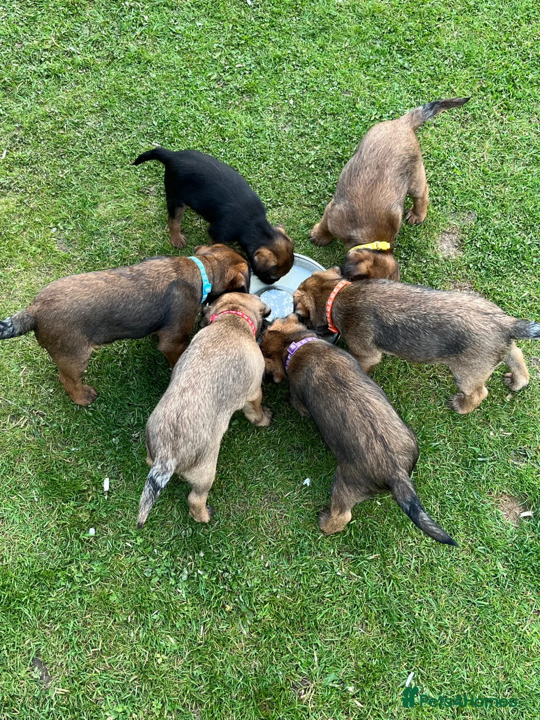 Border Terrier dogs for sale: Beautiful Border terrier pups - Advert 6