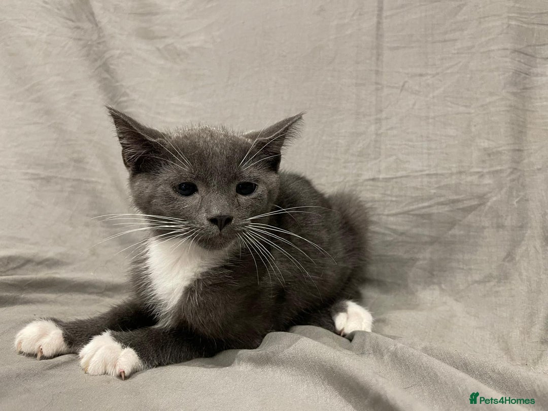 Mixed Breed cats for sale: Kittens for sale  - Image 10